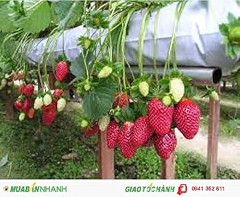 ピオヌンナル　GARDEN PEANUTS ver. strawberry Amazon.com : Flagology.com, PEANUTS®, It's Autumn Snoopy